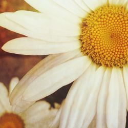 Close-up of white flower