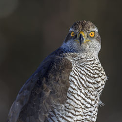 Close-up portrait of eagle