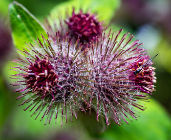 Close-up of thistle flower