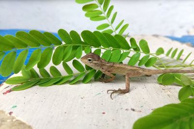 Close-up of a lizard