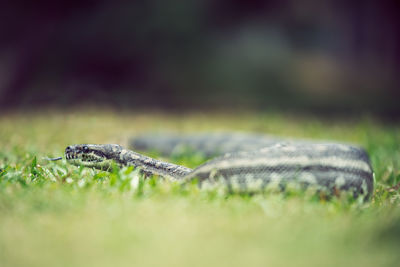 Close-up of python snake on grass