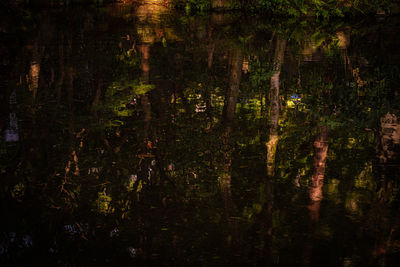 Trees by lake in forest