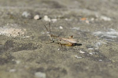 Close-up of insect on land