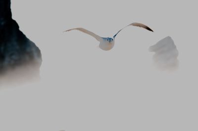 Close-up of bird flying against clear sky