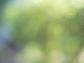 Defocused image of tree