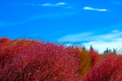 Close-up of red flowering plant against blue sky