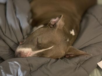 Close-up of dog sleeping on bed