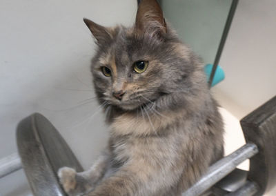 Close-up of cat sitting on chair at home