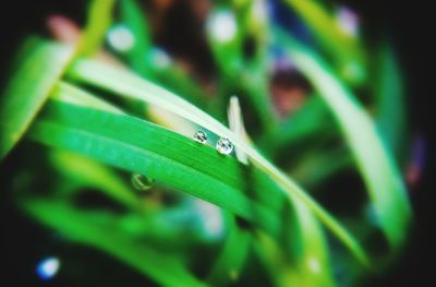 Close-up of water drop on leaf