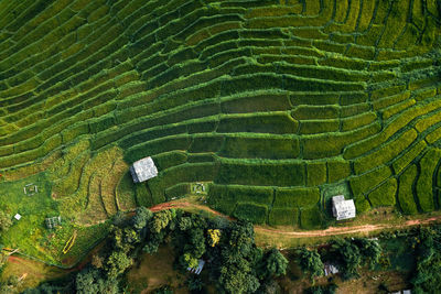 High angle view of plants growing on land