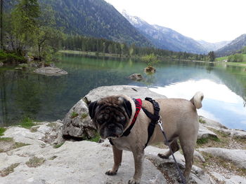 View of a dog on lake