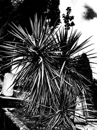 Low angle view of palm tree against sky