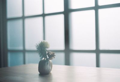 Close-up of potted plant on table