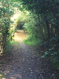 Footpath along trees