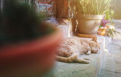 Cat sleeping in a potted plant