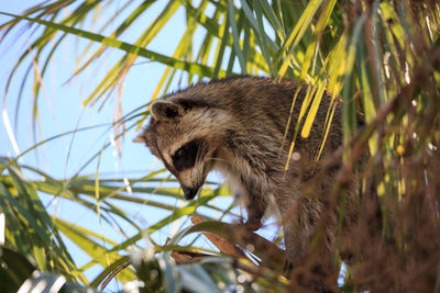 Low angle view of cat on tree