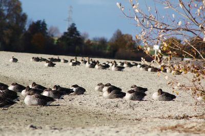 Flock of birds perching on land