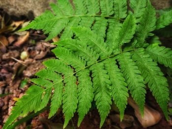 Close-up of plant of beautiful fern