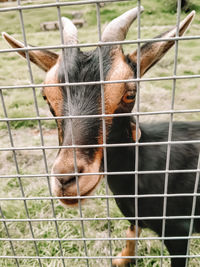 Close-up of horse in cage