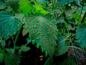 Close-up of raindrops on leaves