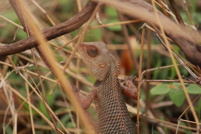 Close-up of a lizard on tree