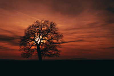 Silhouette tree on field against orange sky