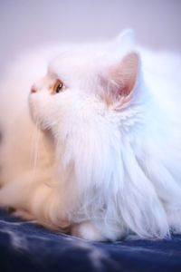 Close-up of white cat