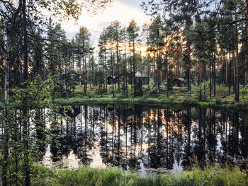 Scenic view of lake in forest