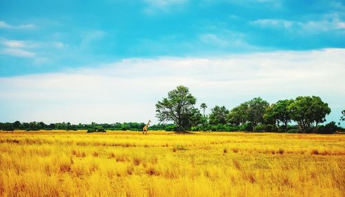 Scenic view of field against sky