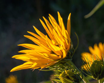 Close-up of yellow sunflower on plant