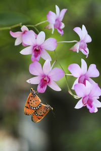 Close-up of butterfly pollinating on pink flower