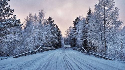 Snow covered trees