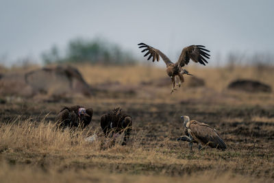 Tawny eagle