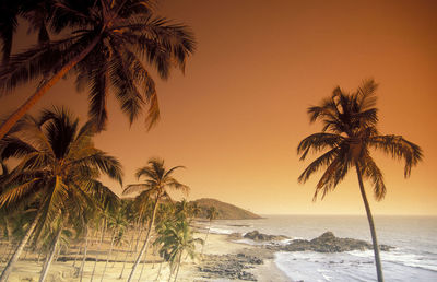 Palm tree on beach against sky