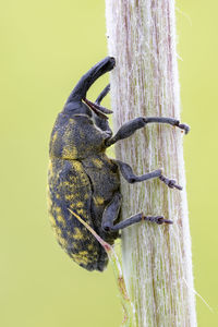 Close-up of insect on tree against yellow background