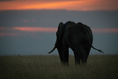 Silhouette elephant standing on field against cloudy sky during sunset