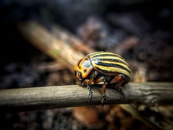 Close-up of insect on wood