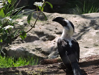 Close-up of bird perching on rock