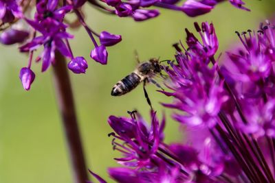 Close-up of bee pollinating on pink flower