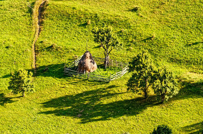 View of a reptile on a tree