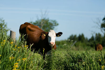 Cow on field against sky