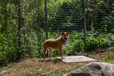 View of dog standing in forest