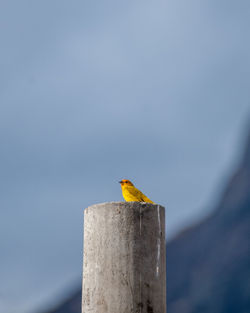 Close-up of bird perching on wood