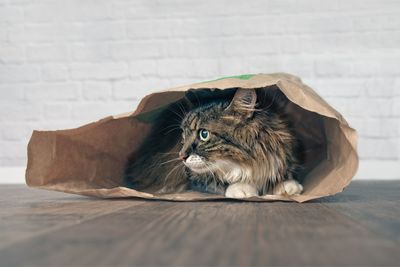 Cat sitting in paper bag on floor at home