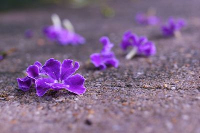 Close-up of purple crocus flowers on field