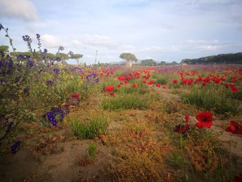 Red flowering plants on field against sky