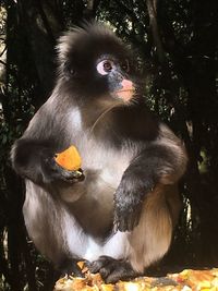 Close-up of monkey sitting on tree in forest