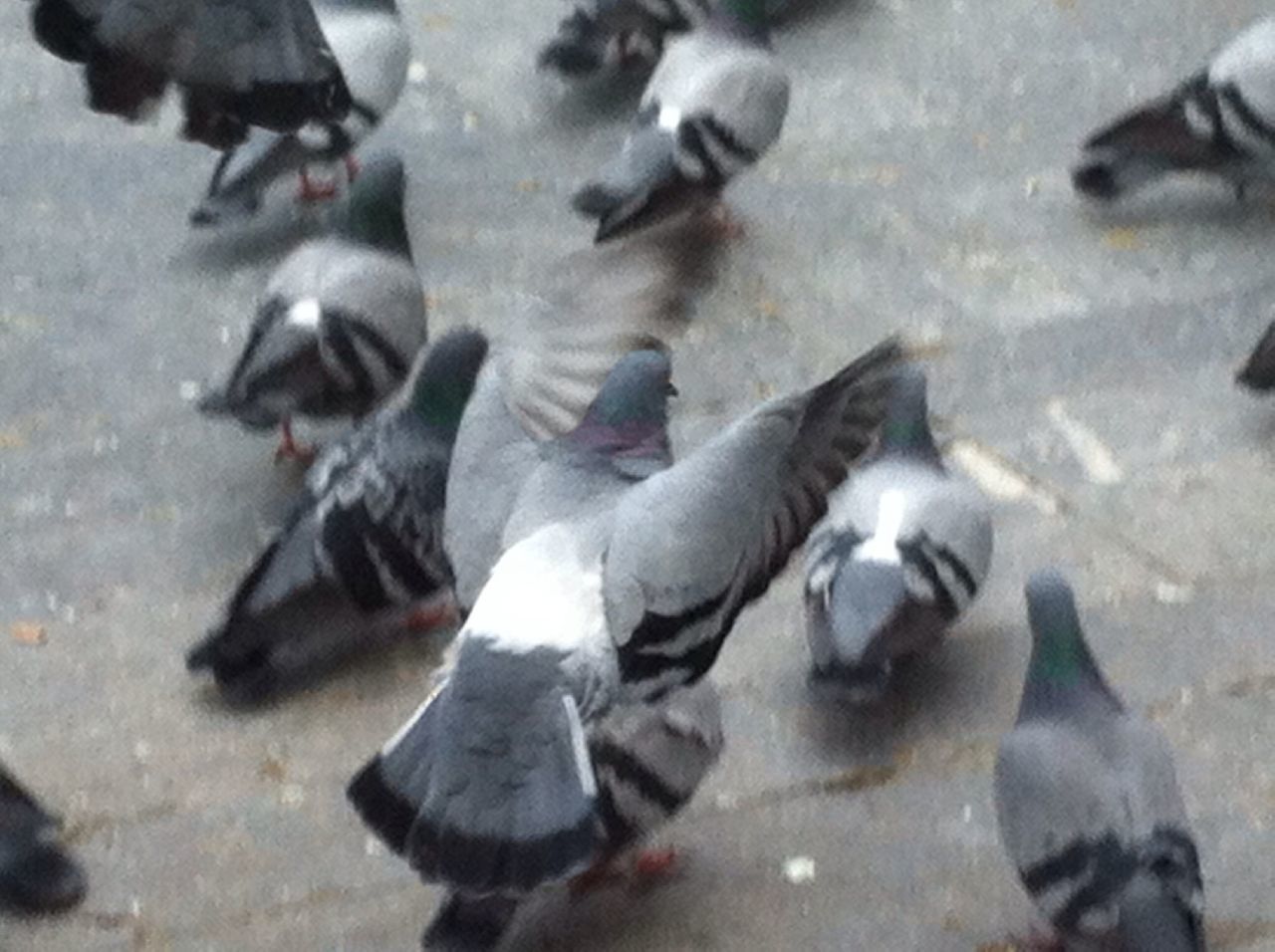 animal themes, animals in the wild, wildlife, bird, high angle view, medium group of animals, flock of birds, pigeon, street, togetherness, outdoors, sunlight, day, nature, three animals, two animals, duck, no people