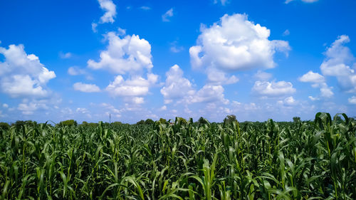 Plants of millet on field under blue sky with white clouds