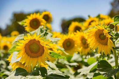 Close-up of yellow flowering plant